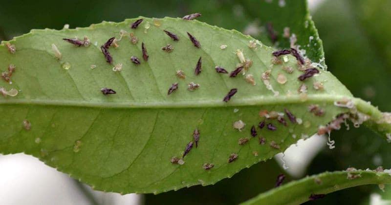 Điều kiện phát triển của bệnh vàng lá gân xanh