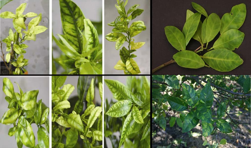 Hướng dẫn cách phòng ngừa bệnh vàng lá gân xanh trên cây có múi