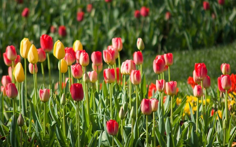 Đặc điểm của hoa tulip