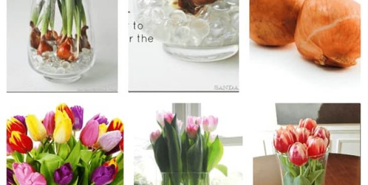 Tìm hiểu về thời gian sinh trưởng của hoa tulip