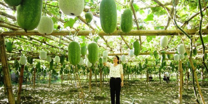 Thời vụ trồng bí xanh và kỹ thuật trồng bí xanh