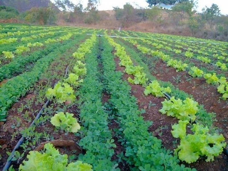 Trồng cây xen canh là gì?