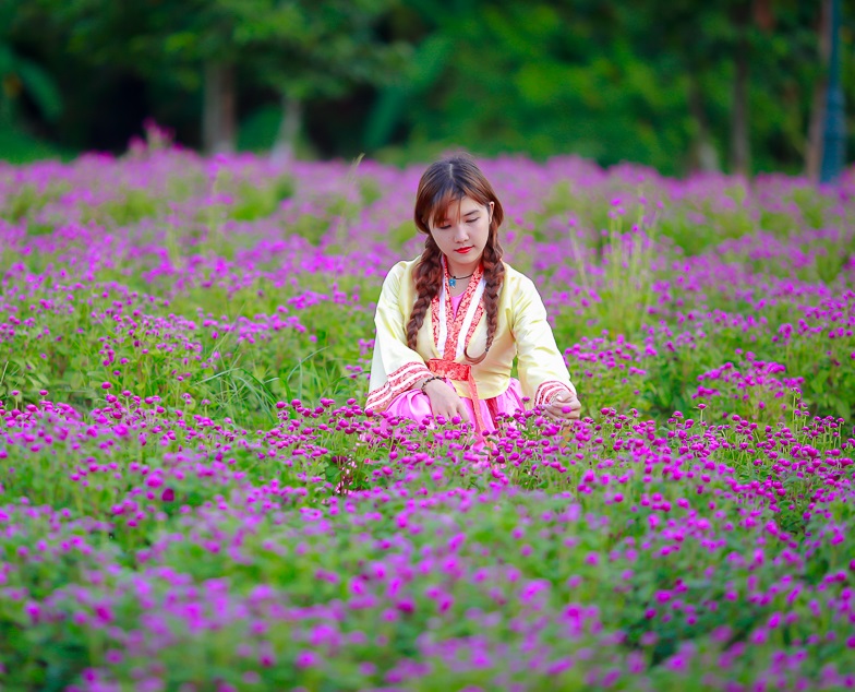 Cúc bách nhật là một trong các loài hoa cúc đẹp, dễ trồng