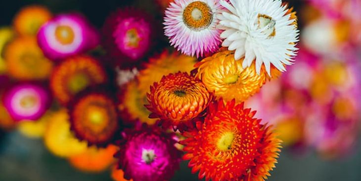 Các giống hoa cúc đẹp và dễ trồng nhất hiện nay