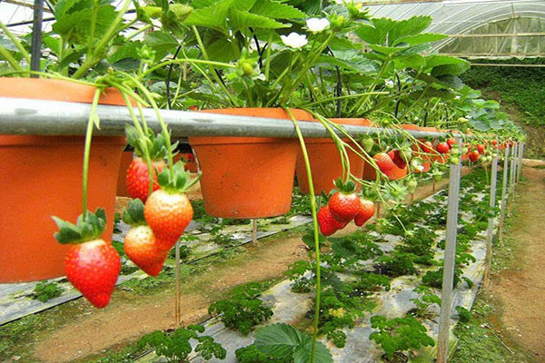 Kỹ thuật trồng cây dâu tây