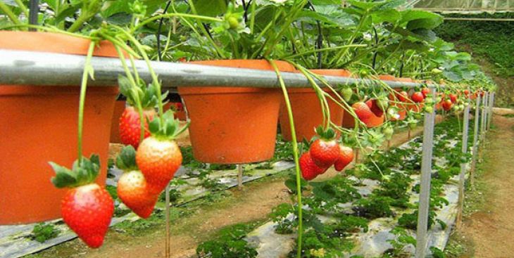 Kỹ thuật trồng và thời gian sinh trưởng của dâu tây