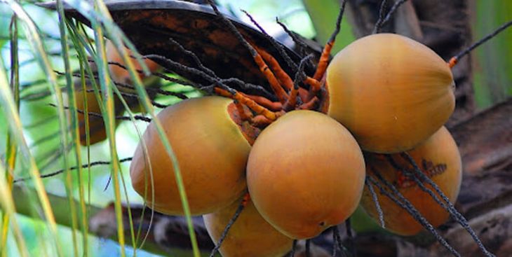 Điểm danh các giống dừa xiêm uống nước ngon nhất tại Việt Nam