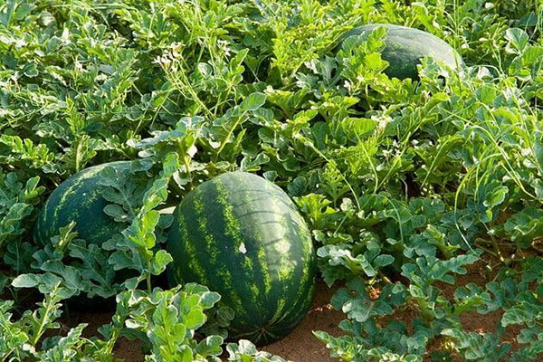 Kỹ thuật bón phân