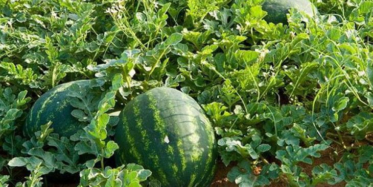Thời vụ trồng dưa hấu và kỹ thuật trồng mang lại năng suất cao