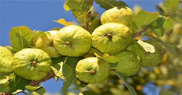 Giống ổi Đài Loan