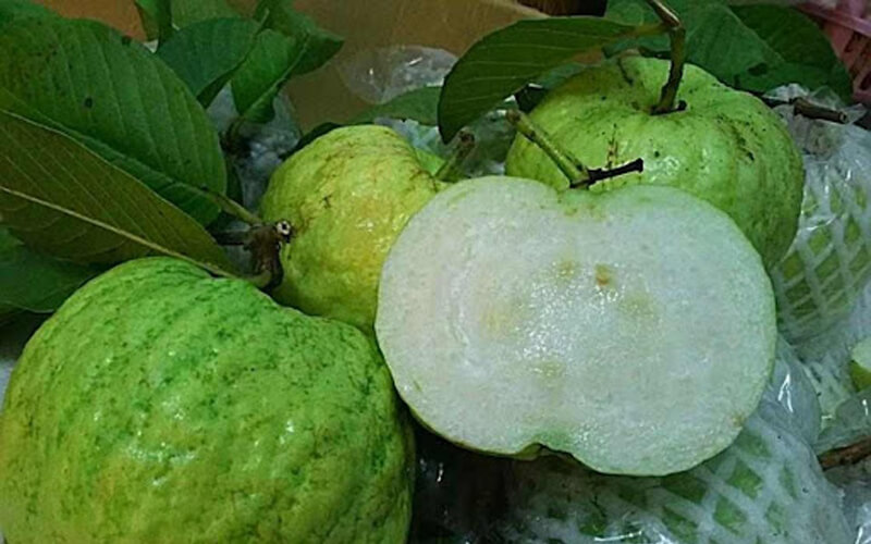 Ổi không hạt - Các giống ổi ngon nhất hiện nay