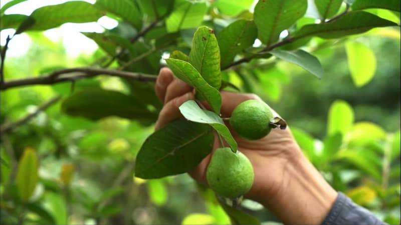 Giống ổi Đông Dư