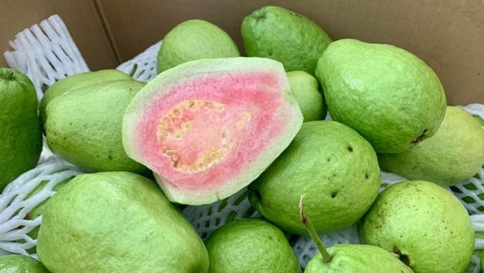 Giống ổi Ruột hồng