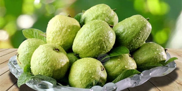 Ổi nữ hoàng ruột trắng - Đặc điểm, công dụng và cách sử dụng