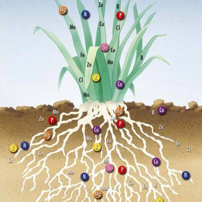 Vai trò của các nguyên tố khoáng đa lượng đối với cây trồng