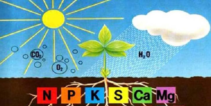 Biểu hiện của cây khi thiếu các nguyên tố khoáng