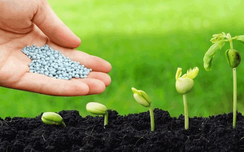 Cung cấp dưỡng chất cho cây bằng phân bón