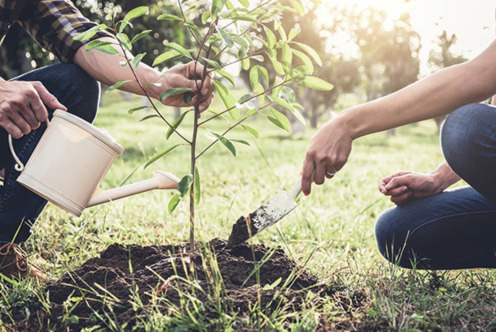 Các bước chăm sóc cây trồng