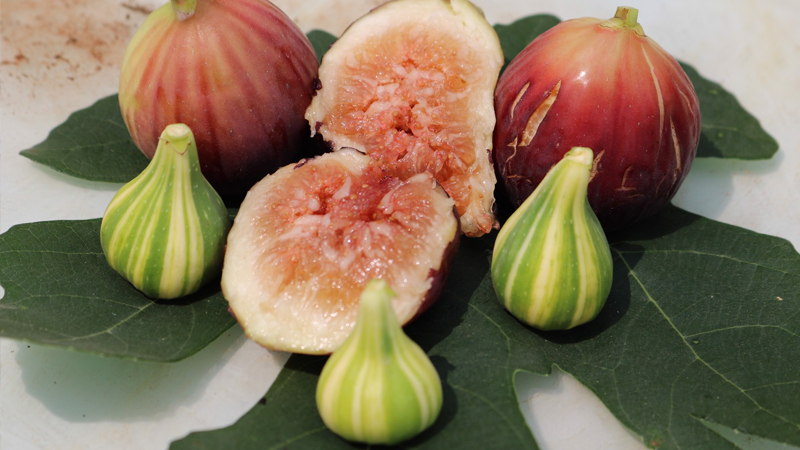 Giống sung Mỹ Bourijasotte Noire (BN Figs)
