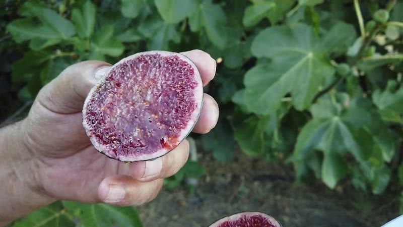 Bass Favorite Fig – BFF
