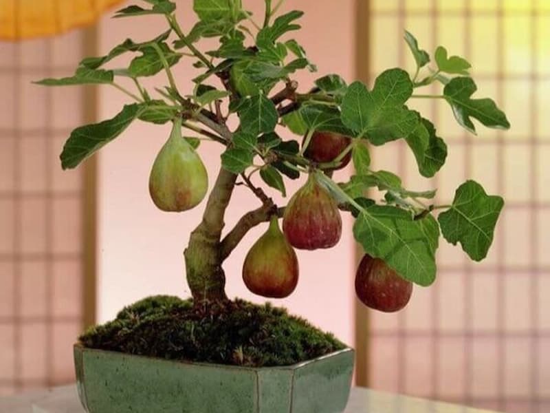 Giống sung Mỹ Jinaofen rất thích hợp để làm cảnh