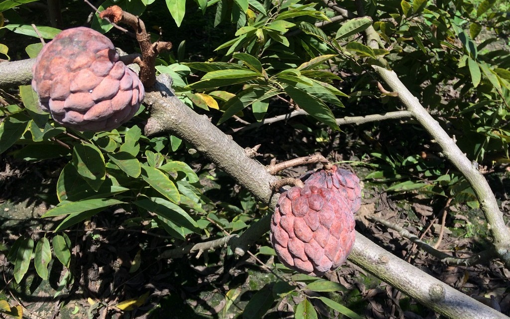 Na tím là một trong những giống cây ăn quả quý ở nước ta