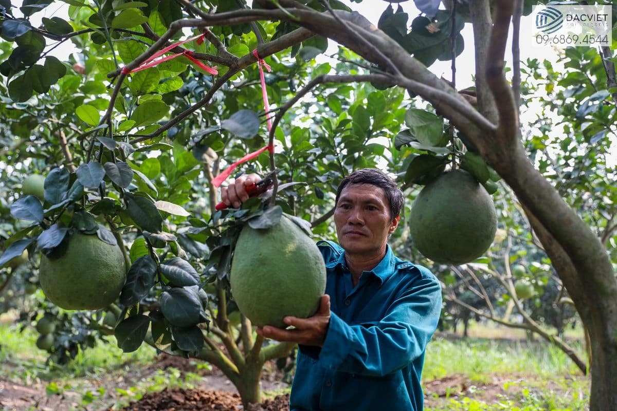 Thu hoạch bưởi da xanh đúng cách
