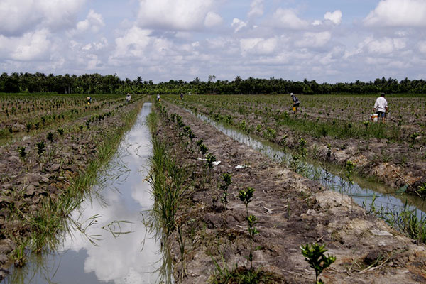 Làm đất trồng cam