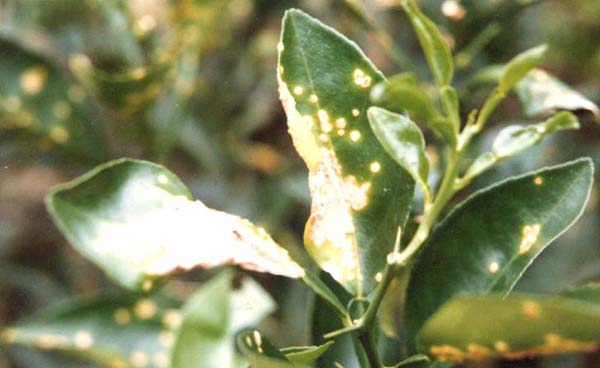 Phòng ngừa sâu bệnh trên cây cam