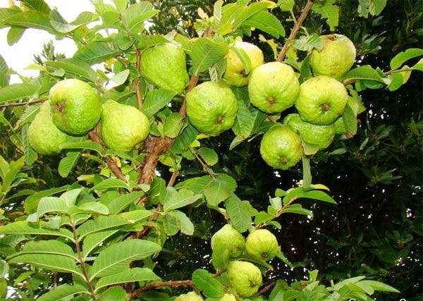 Đặc điểm nhận biết giống ổi nữ hoàng ruột đỏ