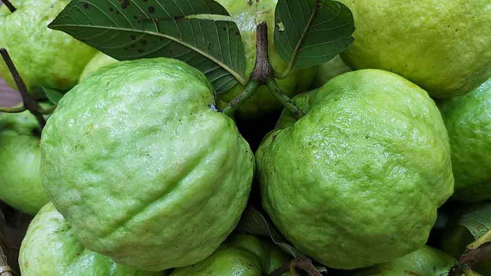 Kinh nghiệm chọn ổi nữ hoàng ruột đỏ ngon