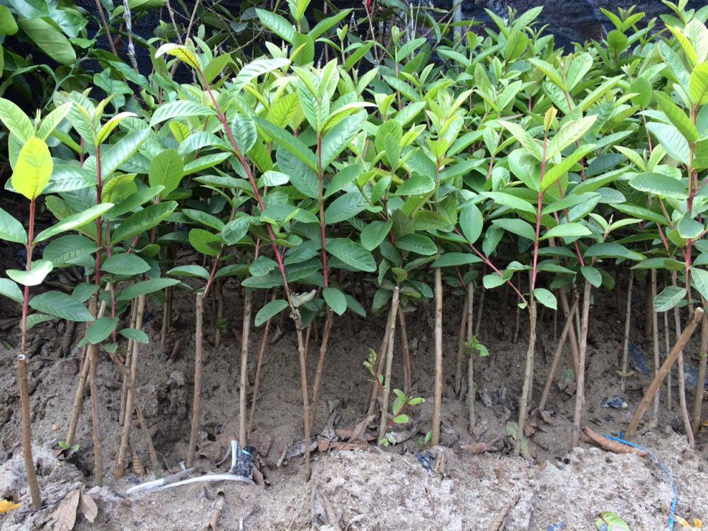 Nên chọn những cây giống khỏe mạnh, không bị sâu bệnh hại