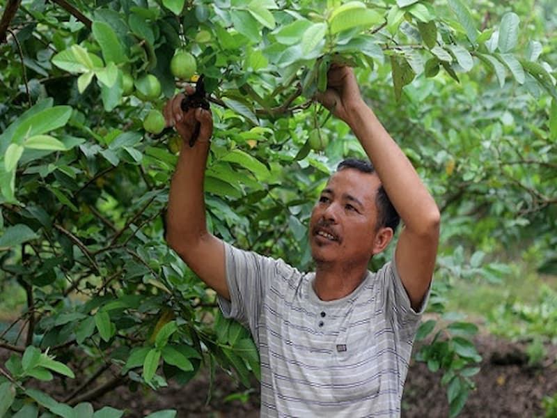 Kỹ thuật cắt tỉa tạo hình cho cây ổi