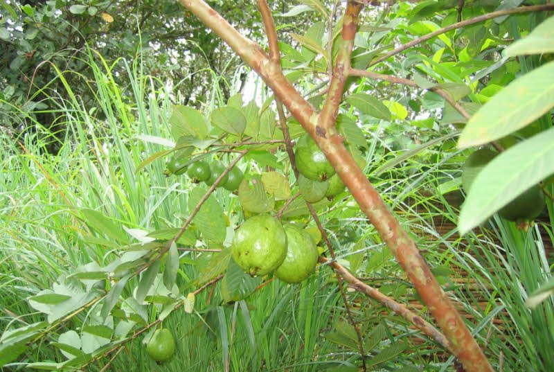 Thu hoạch quả ổi có màu xanh nhạt, vỏ chuyển dần sang màu vàng