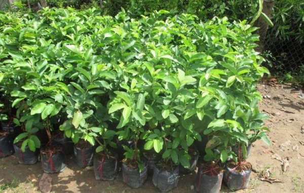 Chọn những cây giống ổi khỏe mạnh, không bị sâu