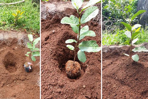 Kỹ thuật trồng ổi tăng năng suất 