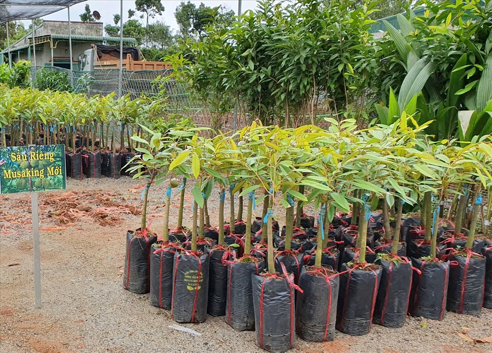 Chọn những cây giống khỏe, không bị sâu bệnh hại