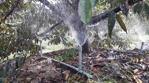 Sầu riêng có khả năng chịu ngập kém nên chỉ tưới lượng nước vừa đủ