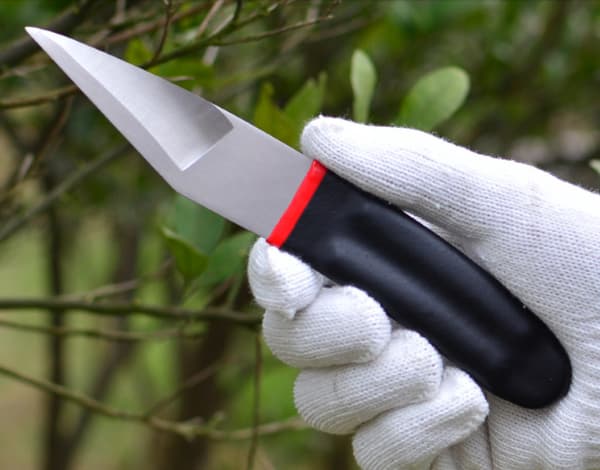 Chuẩn bị dụng cụ ghép sầu riêng