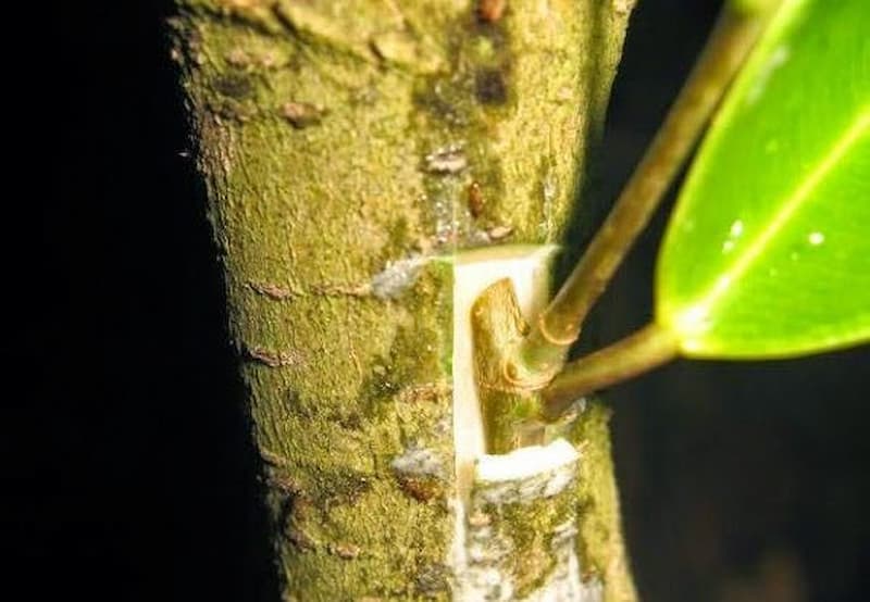 Các bước thực hiện ghép sầu riêng