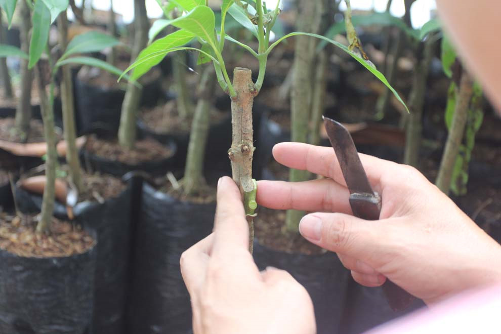 Một số lưu ý khi ghép sầu riêng