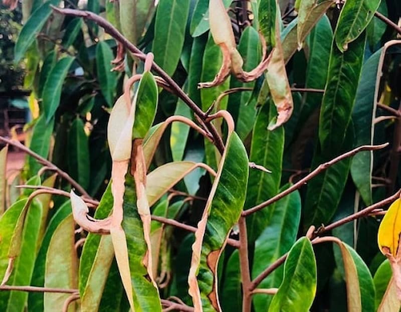 Rầy xanh hại sầu riêng