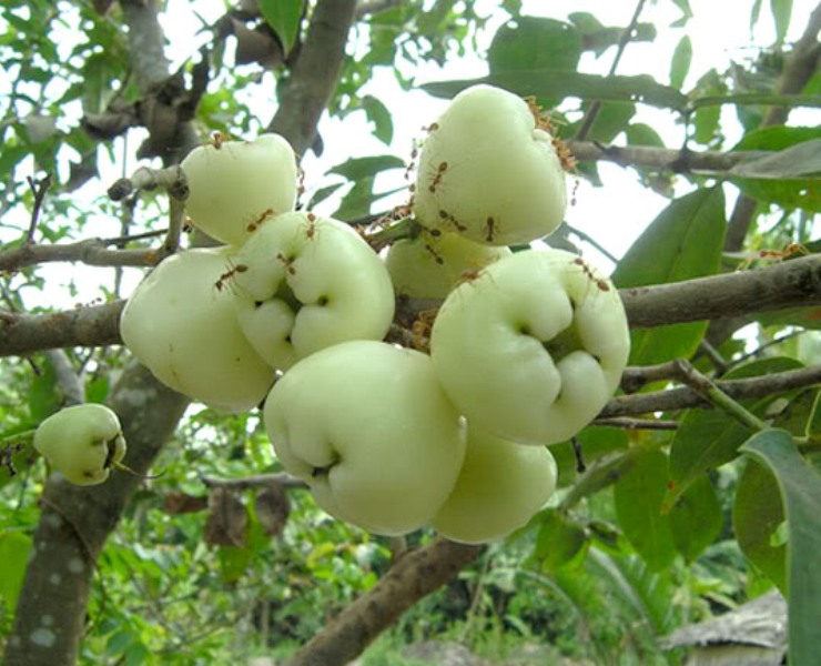 Mận trắng có vị chua chua ngọt ngọt tự nhiên