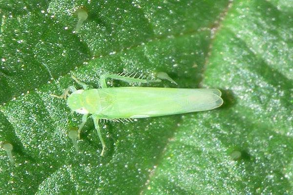 Đặc điểm của bệnh rầy xanh trên cây sầu riêng 