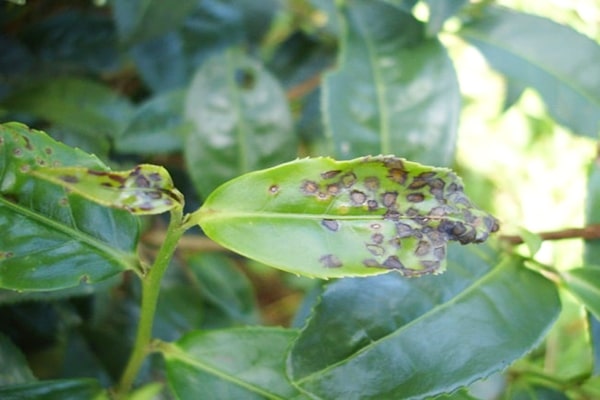 Tác hại của rầy xanh đối với cây sầu riêng