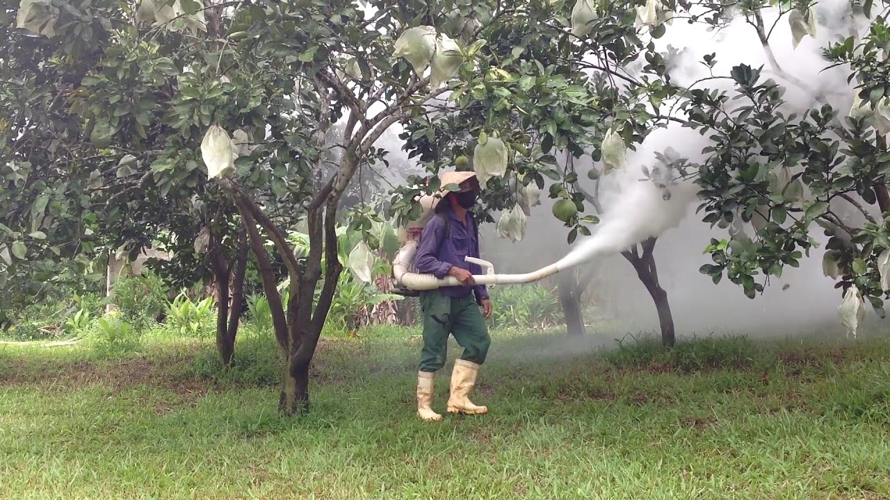 Phun thuốc trừ rầy xanh cho cây sầu riêng