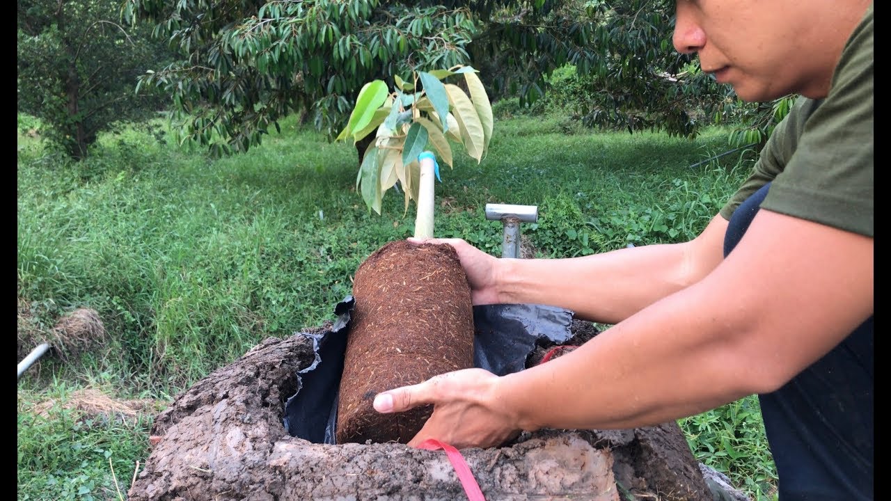 Kỹ thuật chăm sóc cây sầu riêng con