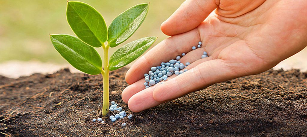 Các bước bón phân cho sầu riêng mới trồng