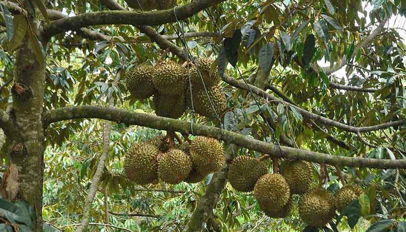 Sầu riêng chịu lạnh kém nên không được trồng ở miền Bắc