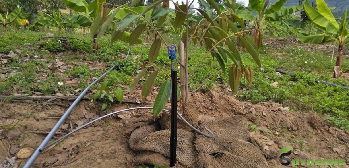 Chăm sóc ở thời kỳ mới trồng